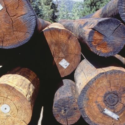 Sustainable Forestry: How It Works & Why It Matters